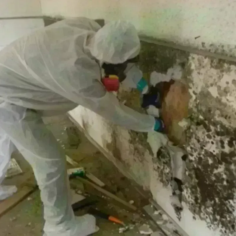 Mold Remediation and Removal in Harvey, ND